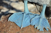 Blaufusstölpel Sula nebouxii Fuesse mal traetiert Galapagos