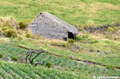 Hütte aus Ichu Gras auf Weg nach Zumbahua, Ecuador