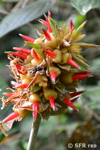 Bromelien Fruechte im Nationalpark Machalilla in Ecuador