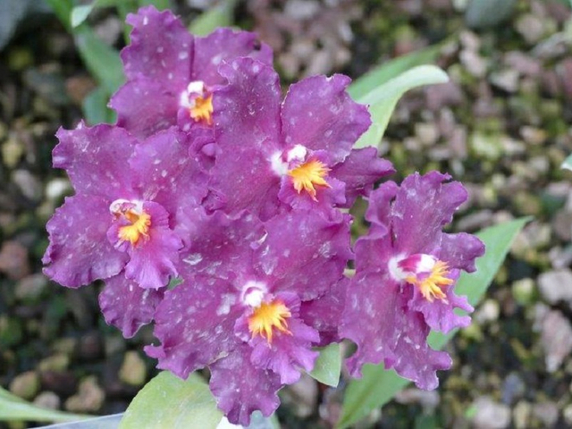 lila Orchideen Ecuador