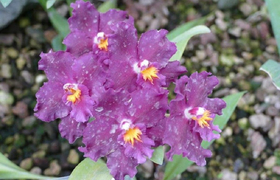 lila Orchideen Ecuador