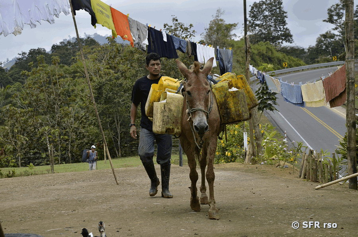Kakao Transport auf Pferd in Ecuador