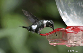 Kolibri (white bellied woodstar)
