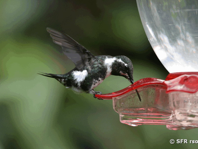 Kolibri (white bellied woodstar)