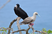 Fregattvogel und Rotfusstoelpel in Ecuador