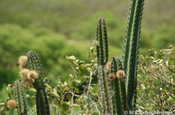 Kaktus Kandelaber in Ecuador