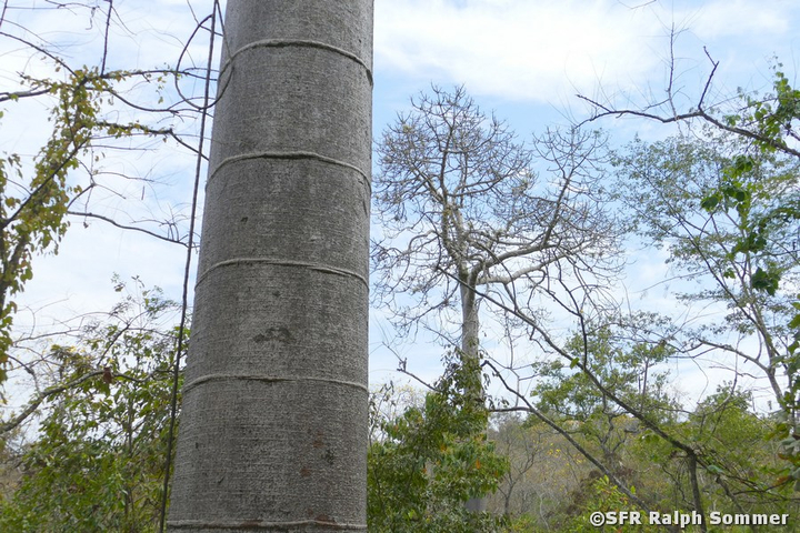 Pentrino Baum im Nationalpark Puyango, Ecuador