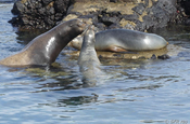 Seelöwe auf Landsteg, Galapagos
