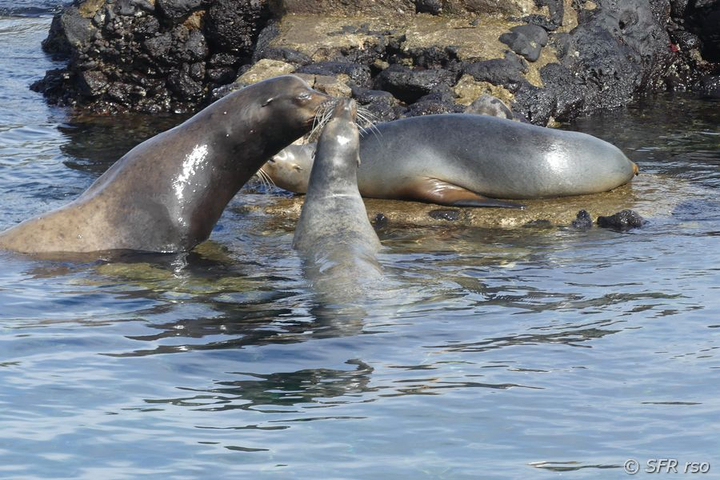 Seelöwe auf Landsteg, Galapagos