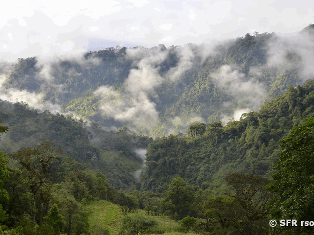 Bergnebelwald Guango Lodge