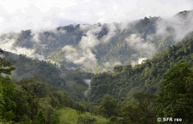 Bergnebelwald Guango Lodge