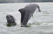 Delfine springend Mangrovenkanal el Morro in Eucador