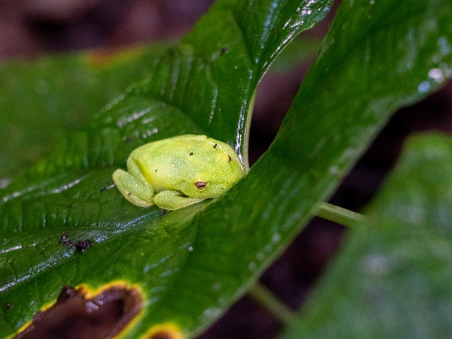 La Selva Urwaldlodge Ecuador Frosch sitzend auf Blatt