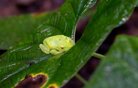 La Selva Urwaldlodge Ecuador Frosch sitzend auf Blatt