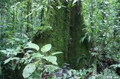 Baumstamm bemoost im Reservat La Perla in Ecuador