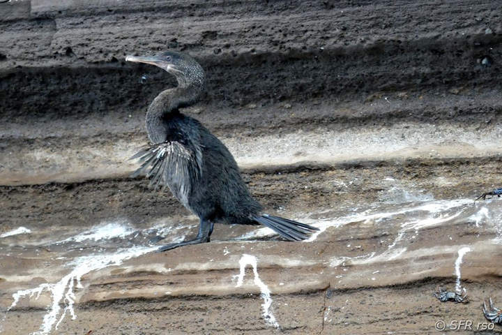 Flugunfähiger Kormoran Phalacrocorax harrisi Insel Isabela Galapagos