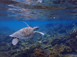 Schildkröte beim Tauchen auf Galápagos