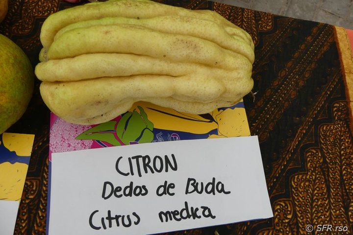 Zitronatzitrone Citrus medica in Ecuador