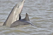 Springender Delfin, Ecuador