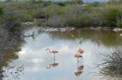 Flamingolagune in Puerto Villamil, Galapagos