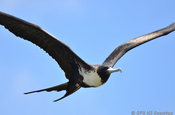 Fregattvogel Flug in Ecuador