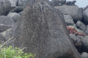 Reiher Butorides striata sundevalli auf Fels Galapagos