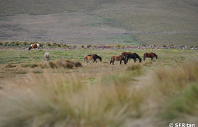Naturreservat Antisana