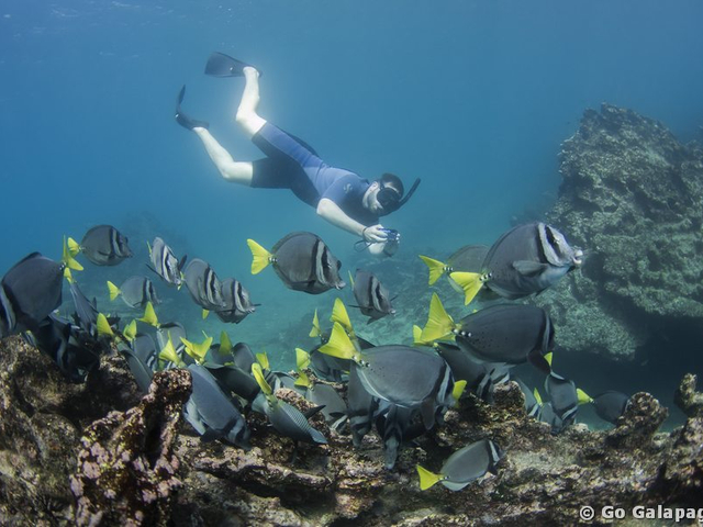 Schnorcheln mit Doktorfischen auf Galápagos