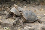 Riesenschildkröten Galápagos