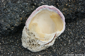 Austernmuschel im Lavasand Galapagos