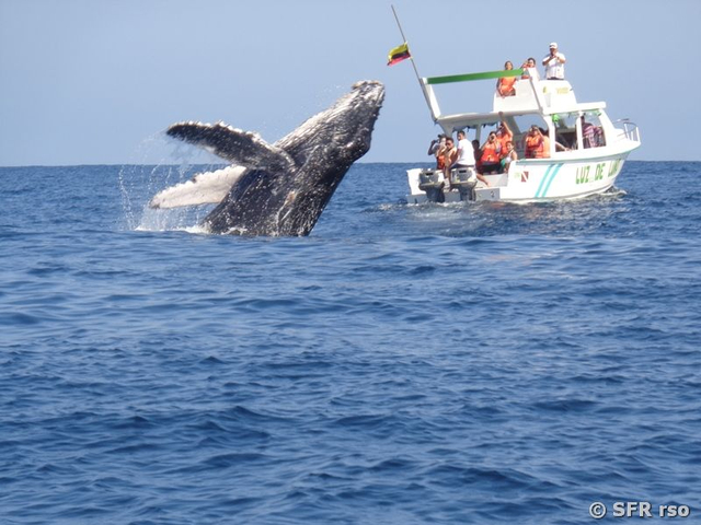 Whale Watching bei Puerto Lopez an der Pazifikküste, Ecuador
