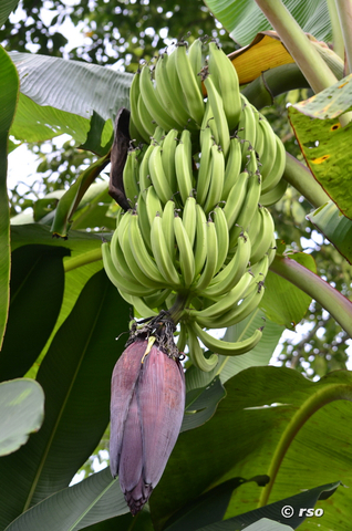 Bananenfruchtstand mit Blüte in Ecuador