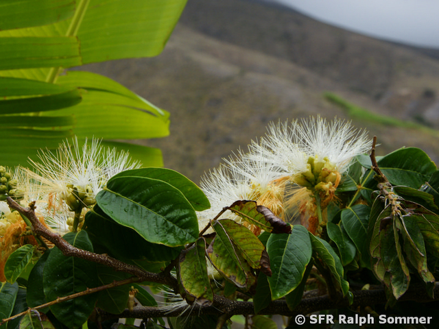 Inga edulis Blüten in Ecuador