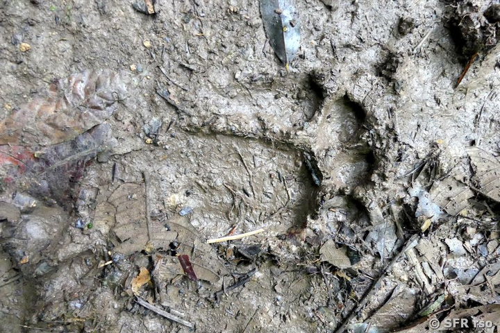 Jaguar Spuren Napo Wildlife Center Ecuador