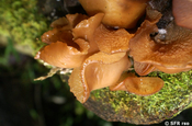 Jelly fungus in Ecuador