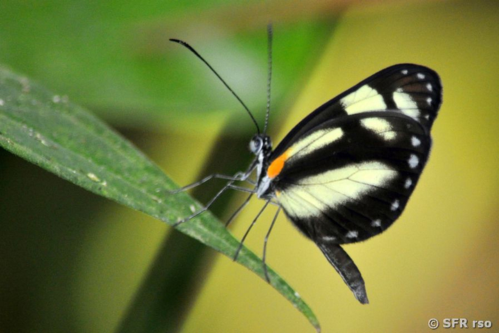 Leodonta Schmetterling im Nationalpark Machalilla in Ecuador