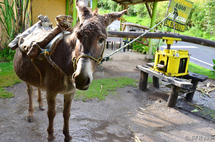 Esel bei Zuckerrohrmühle in Ecuador