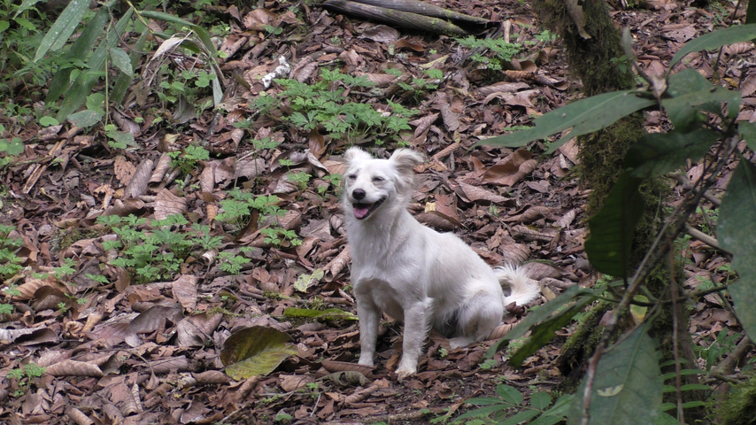 Individualreise Ecuador Hund