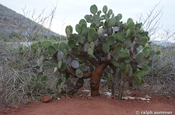 Opuntienkaktus Kaktusfeige Opuntia echios Baum Galapagos