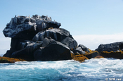 Roca Union in Los Tuneles, Galapagos