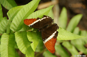 Siproeta epaphus Schmetterling in Ecuador
