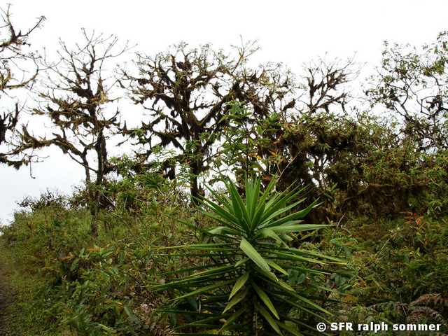 Bäume mit Lebermoos Frullania Hochland Galapagos
