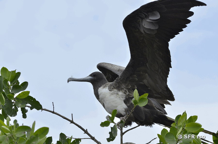 Startender Fregattvogel, Ecuador