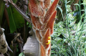 Heliconia vellerigera in Ecuador