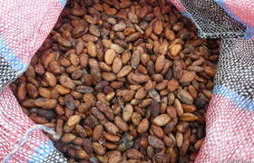 getrocknete Kakaobohnen
