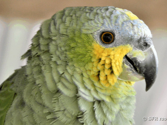 Papagei (orange winged)