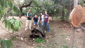 Riesenschildkröte in Ecuador Festland