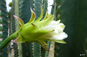 San-Pedro-Kaktus Echinopsis pachanoi in Ecuador