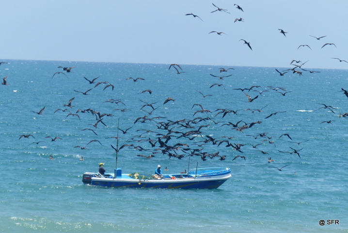 Fischerboot mit Fregattvögeln in Ecuador 