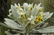 Frailejon Espeletia pycnophylla in Ecuador